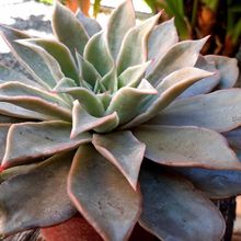 Una foto de Echeveria Madiba (HIBRIDO)