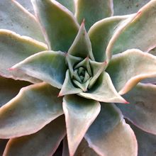 Una foto de Echeveria Madiba (HIBRIDO)