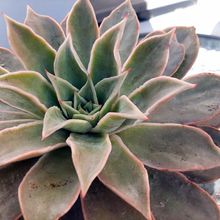 Una foto de Echeveria Madiba (HIBRIDO)
