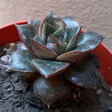 A photo of Echeveria Dionysos (E. purpusorum x E. spec.) (HIBRIDO)