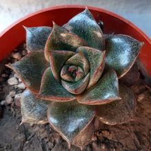 A photo of Echeveria Dionysos (E. purpusorum x E. spec.) (HIBRIDO)