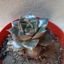 A photo of Echeveria Dionysos (E. purpusorum x E. spec.) (HIBRIDO)