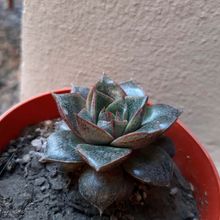 A photo of Echeveria Dionysos (E. purpusorum x E. spec.) (HIBRIDO)