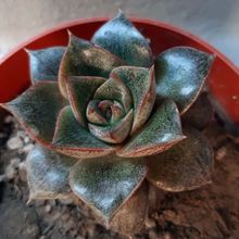 A photo of Echeveria Dionysos (E. purpusorum x E. spec.) (HIBRIDO)