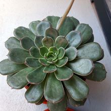 Foto de un cactus que se está identificando actualmente