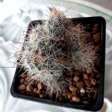 Una foto de Escobaria zilziana