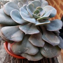 Photo of a cactus currently being identified