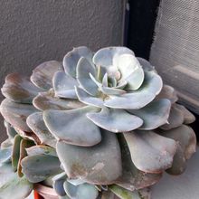 Photo of a cactus currently being identified