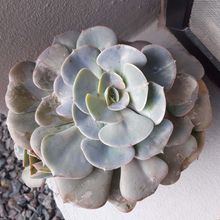 Photo of a cactus currently being identified