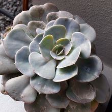 Photo of a cactus currently being identified