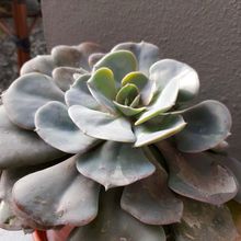 Photo of a cactus currently being identified