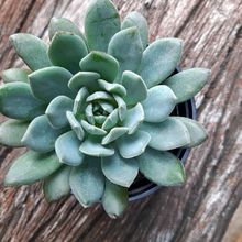 A photo of Echeveria Humberto Villa  (HIBRIDO)