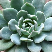 A photo of Echeveria Humberto Villa  (HIBRIDO)