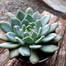 A photo of Echeveria Humberto Villa  (HIBRIDO)