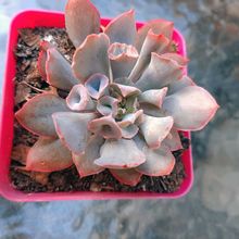 Una foto de Echeveria Pink Trumpet (HIBRIDO)