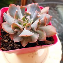 Una foto de Echeveria Pink Trumpet (HIBRIDO)