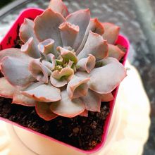 Una foto de Echeveria Pink Trumpet (HIBRIDO)