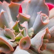 Una foto de Echeveria Pink Trumpet (HIBRIDO)