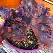 A photo of Echeveria Mauna Loa (HIBRIDO)