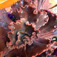 A photo of Echeveria Mauna Loa (HIBRIDO)