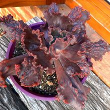 A photo of Echeveria Mauna Loa (HIBRIDO)