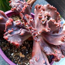 A photo of Echeveria Mauna Loa (HIBRIDO)