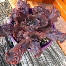 A photo of Echeveria Mauna Loa (HIBRIDO)