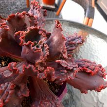 A photo of Echeveria Mauna Loa (HIBRIDO)