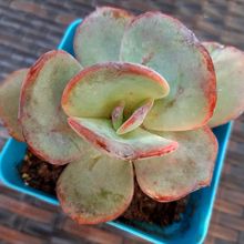 A photo of Echeveria Gila (Echeveria gigantea x E. laui) (HIBRIDO)
