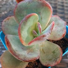 A photo of Echeveria Gila (Echeveria gigantea x E. laui) (HIBRIDO)