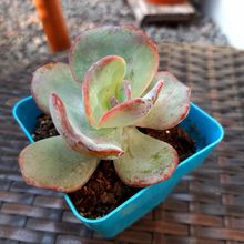 A photo of Echeveria Gila (Echeveria gigantea x E. laui) (HIBRIDO)