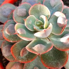 Una foto de Echeveria Raindrops (HIBRIDO)