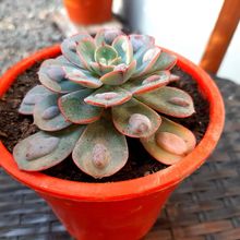 Una foto de Echeveria Raindrops (HIBRIDO)