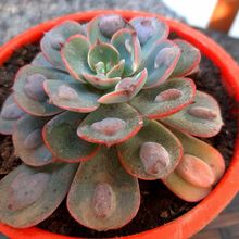 Una foto de Echeveria Raindrops (HIBRIDO)