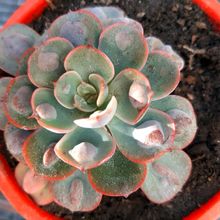 Una foto de Echeveria Raindrops (HIBRIDO)