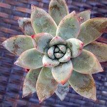 A photo of Echeveria colorata