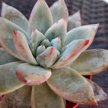 A photo of Echeveria colorata