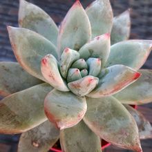 A photo of Echeveria colorata