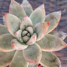 A photo of Echeveria colorata