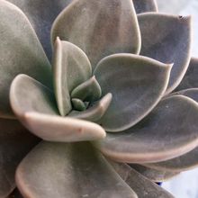 Una foto de Echeveria Concrete Jungle (Echeveria runyonii x E. xichuensis) (HIBRIDO)