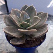 Una foto de Echeveria Concrete Jungle (Echeveria runyonii x E. xichuensis) (HIBRIDO)