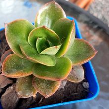 Una foto de Echeveria Salsa Verde (HIBRIDO)