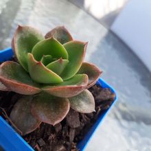 Una foto de Echeveria Salsa Verde (HIBRIDO)