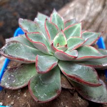 A photo of Echeveria Riga (HIBRIDO)