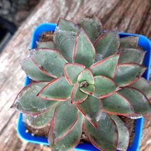 A photo of Echeveria Riga (HIBRIDO)
