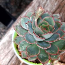 Una foto de Echeveria Esther (E. pulidonis x E. derenbergii) (HIBRIDO)