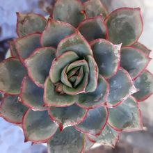 Una foto de Echeveria Esther (E. pulidonis x E. derenbergii) (HIBRIDO)