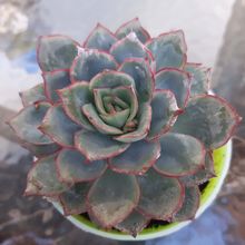 Una foto de Echeveria Esther (E. pulidonis x E. derenbergii) (HIBRIDO)