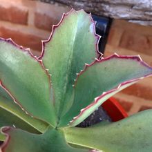 A photo of Kalanchoe synsepala  