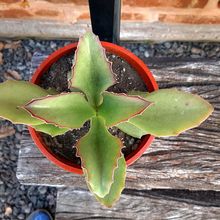 A photo of Kalanchoe synsepala  